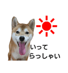 ゆきちライフ（個別スタンプ：4）