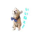 kiiちゃん   2（個別スタンプ：7）