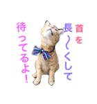 kiiちゃん   2（個別スタンプ：14）