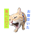 kiiちゃん   2（個別スタンプ：16）