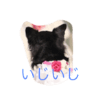 チワワ姫（個別スタンプ：2）