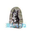 チワワ姫（個別スタンプ：4）