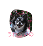 チワワ姫（個別スタンプ：6）