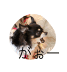チワワ姫（個別スタンプ：7）