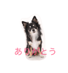 チワワ姫（個別スタンプ：8）