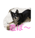 princess chihuahua 2（個別スタンプ：2）