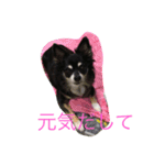 princess chihuahua 2（個別スタンプ：3）