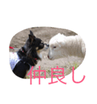 princess chihuahua 2（個別スタンプ：4）