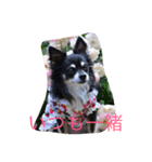 princess chihuahua 2（個別スタンプ：5）