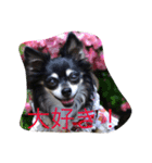 princess chihuahua 2（個別スタンプ：7）