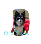princess chihuahua 2（個別スタンプ：8）