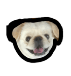 Happy✩PekiDog2（個別スタンプ：1）