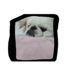Happy✩PekiDog2（個別スタンプ：4）