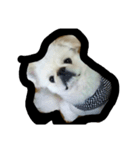 Happy✩PekiDog2（個別スタンプ：5）