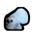 Happy✩PekiDog2（個別スタンプ：6）