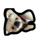 Happy✩PekiDog2（個別スタンプ：7）