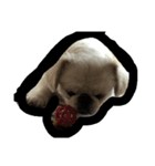 Happy✩PekiDog2（個別スタンプ：8）