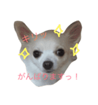 モカオモチ（個別スタンプ：8）