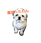 ぼくみるく（個別スタンプ：1）