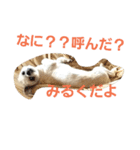ぼくみるく（個別スタンプ：5）