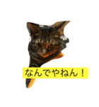 とらの日常 2（個別スタンプ：1）
