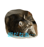 とらの日常 2（個別スタンプ：2）