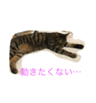 とらの日常 2（個別スタンプ：6）