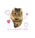 にこねろさら♡（個別スタンプ：3）