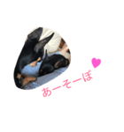 にこねろさら♡（個別スタンプ：4）