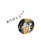 にこねろさら♡（個別スタンプ：6）