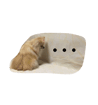 たんぽぽスタンプ（個別スタンプ：9）