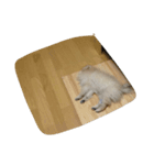 たんぽぽスタンプ（個別スタンプ：11）