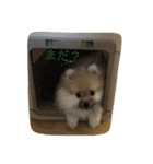 たんぽぽスタンプ（個別スタンプ：15）