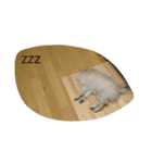 たんぽぽスタンプ（個別スタンプ：16）