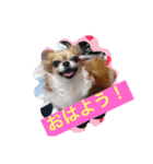 モモちゃんスマイル（個別スタンプ：1）