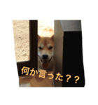 まお スタンプ（個別スタンプ：1）