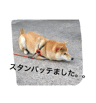 まお スタンプ（個別スタンプ：2）