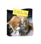 まお スタンプ（個別スタンプ：7）
