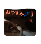 まお スタンプ（個別スタンプ：8）