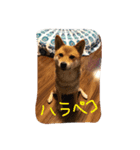 マイペース華子（個別スタンプ：3）