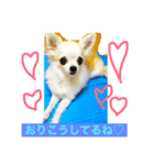 わがやのにんきもの（個別スタンプ：1）