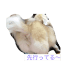 わがやのにんきもの（個別スタンプ：7）