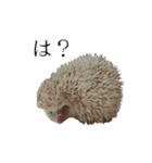 ハリネズミのはりまる（個別スタンプ：1）