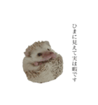 ハリネズミのはりまる（個別スタンプ：3）