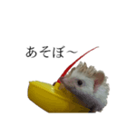 ハリネズミのはりまる（個別スタンプ：6）