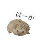 ハリネズミのはりまる（個別スタンプ：7）
