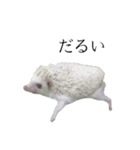 ハリネズミのはりまる（個別スタンプ：8）