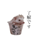 ハリネズミのはりまる（個別スタンプ：9）