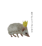 ハリネズミのはりまる（個別スタンプ：10）