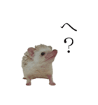 ハリネズミのはりまる（個別スタンプ：11）
